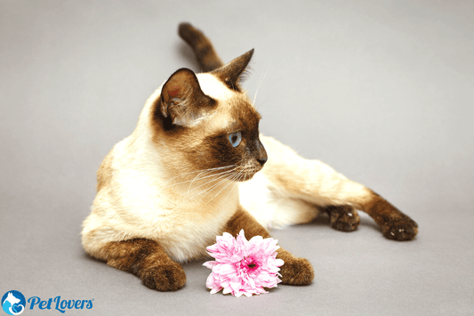 do cats have fur or hair?