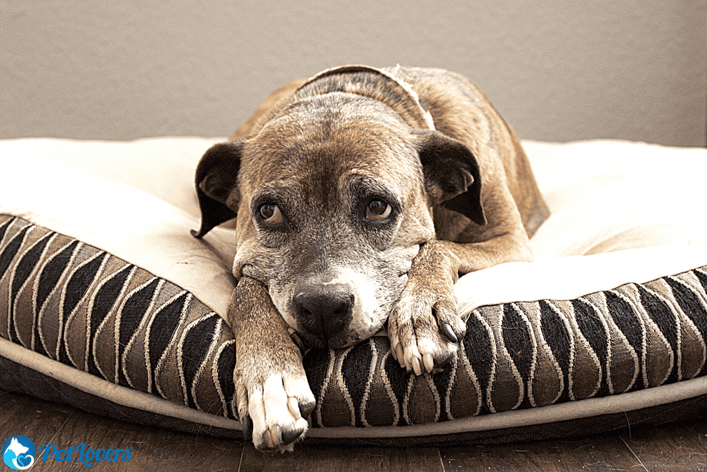 how to keep dog hair off bed