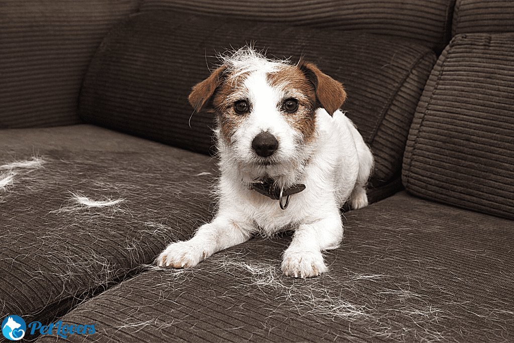 Comment enlever les poils d'animaux du canapé ?