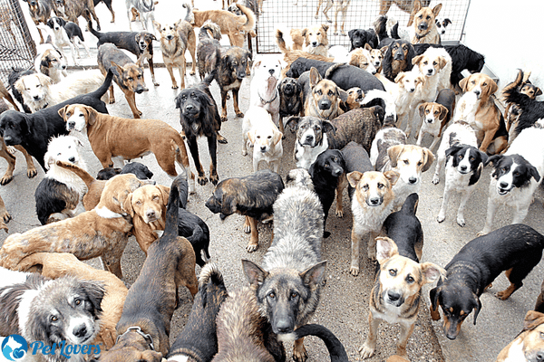 low maintenance pet dogs
